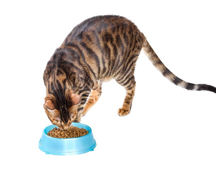Pisica Toyger are nevoie de hrană de foarte bună calitate